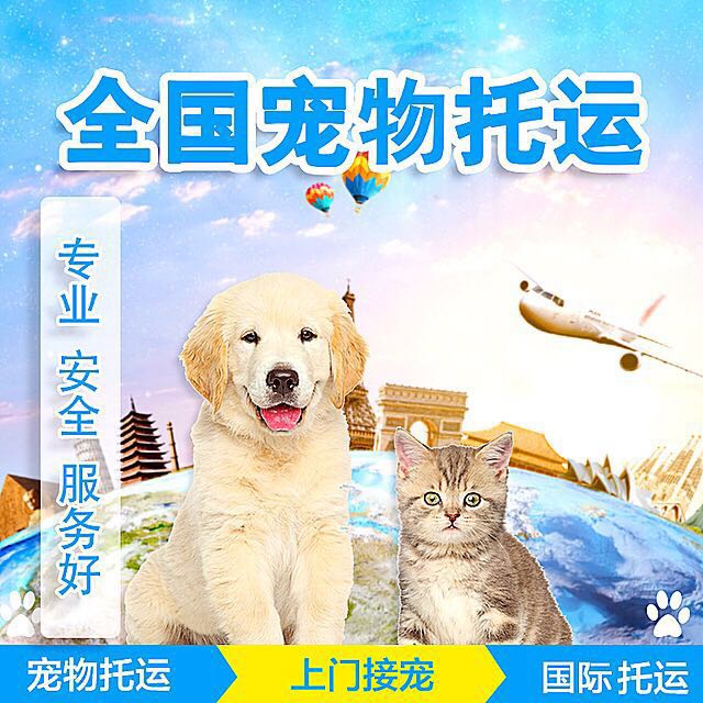 成都宠物托运哪家好？-成都宠物空运公司
