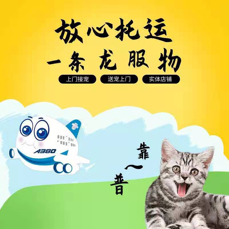 宠物托运需要哪些证件?-成都宠物托运