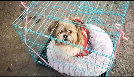 宠物托运会死吗?-成都宠物空运