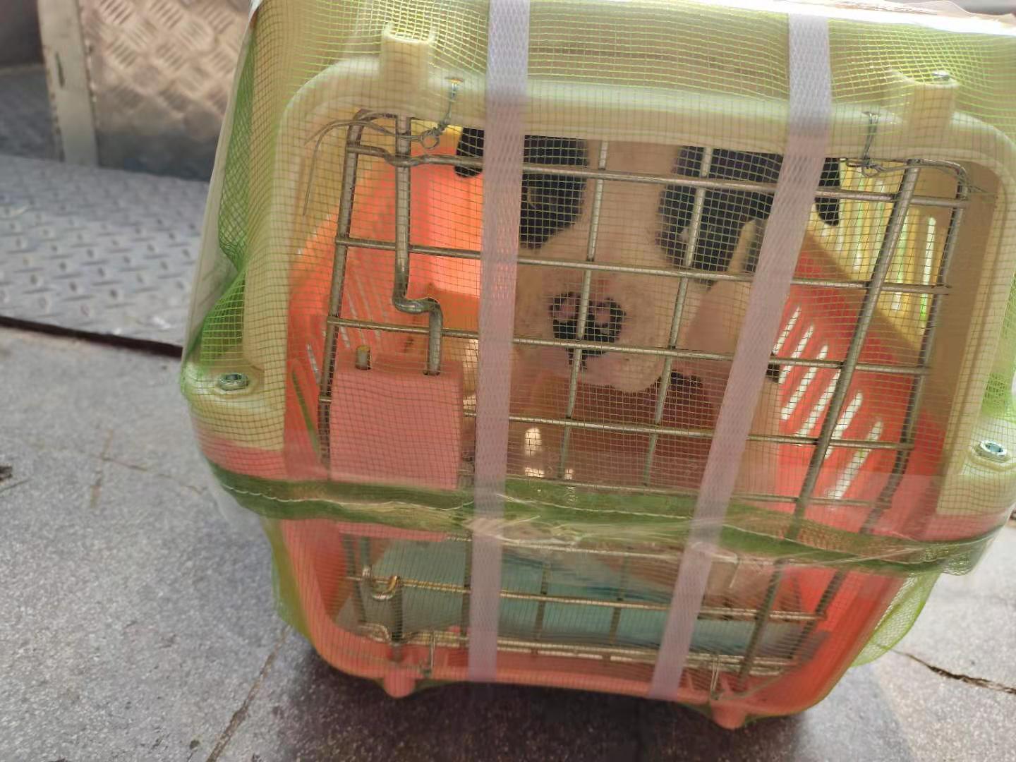 宜春市|为宠物托运的每一次出行保驾护航-成都宠物空运