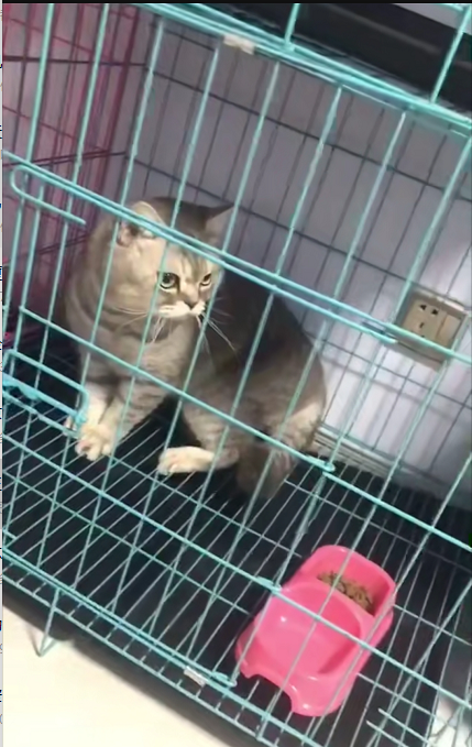屏东县|猫咪在托运前需要注意什么？——成都宠物空运