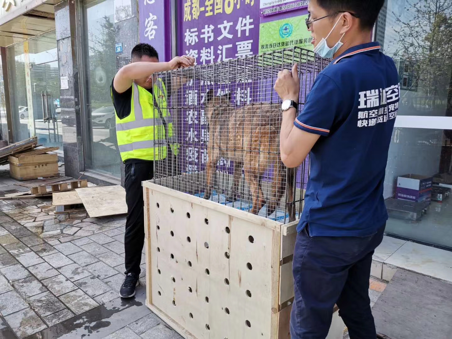 海南藏族自治州|航空怎么进行活体动物运输呢？——成都宠物空运