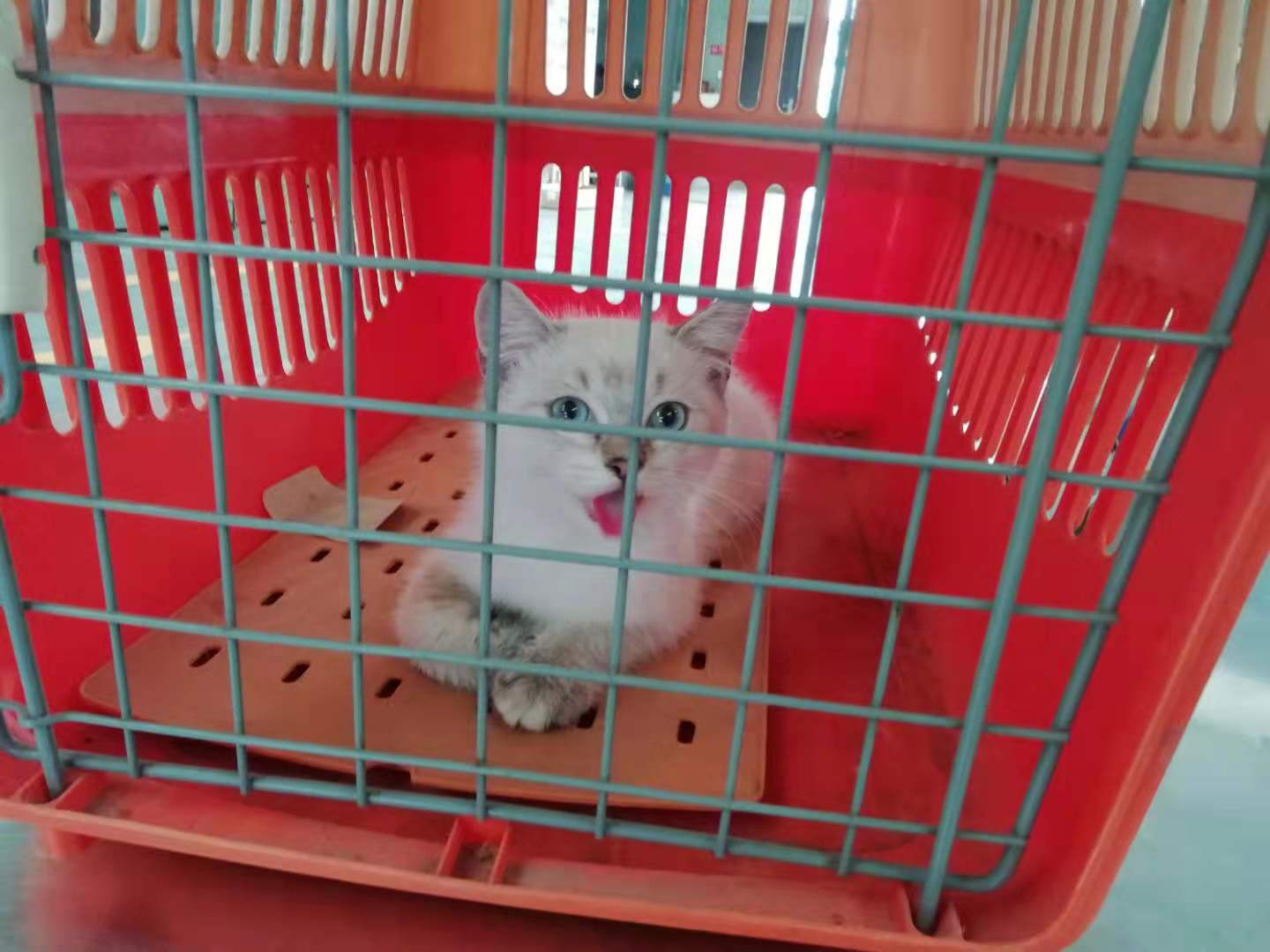 成都双流机场如何办理宠物托运呢？
